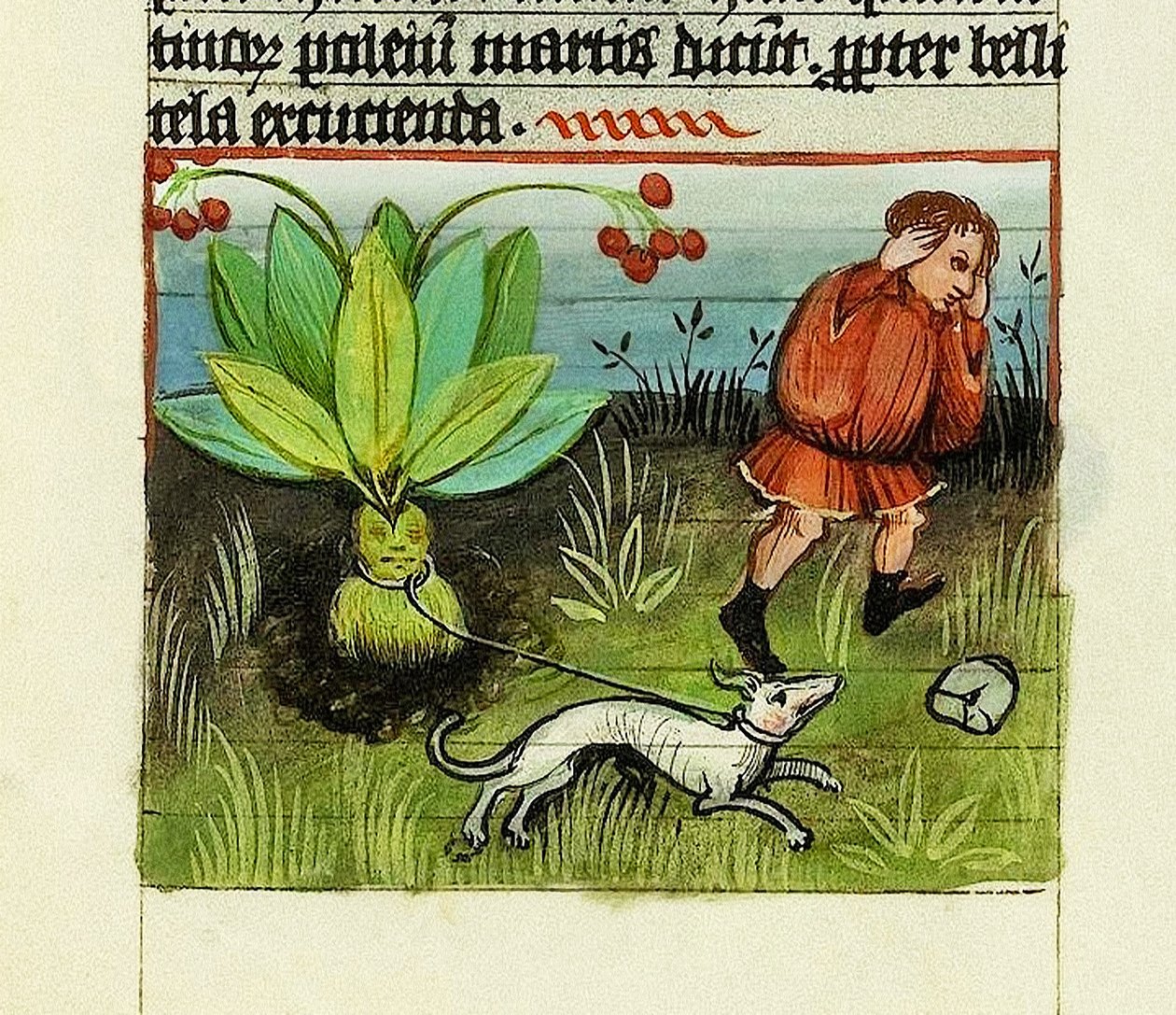 Ernte der Alraune, De Rerum Naturis - Rabanus Maurus, ca. 1425 (Gouache auf Pergament) von German School