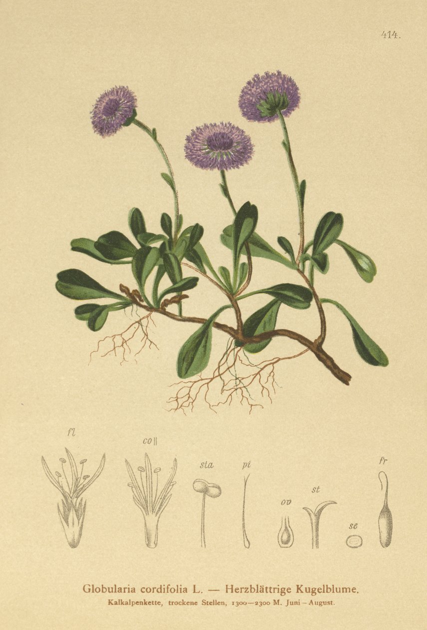 Herzblättrige Kugelblume von German School