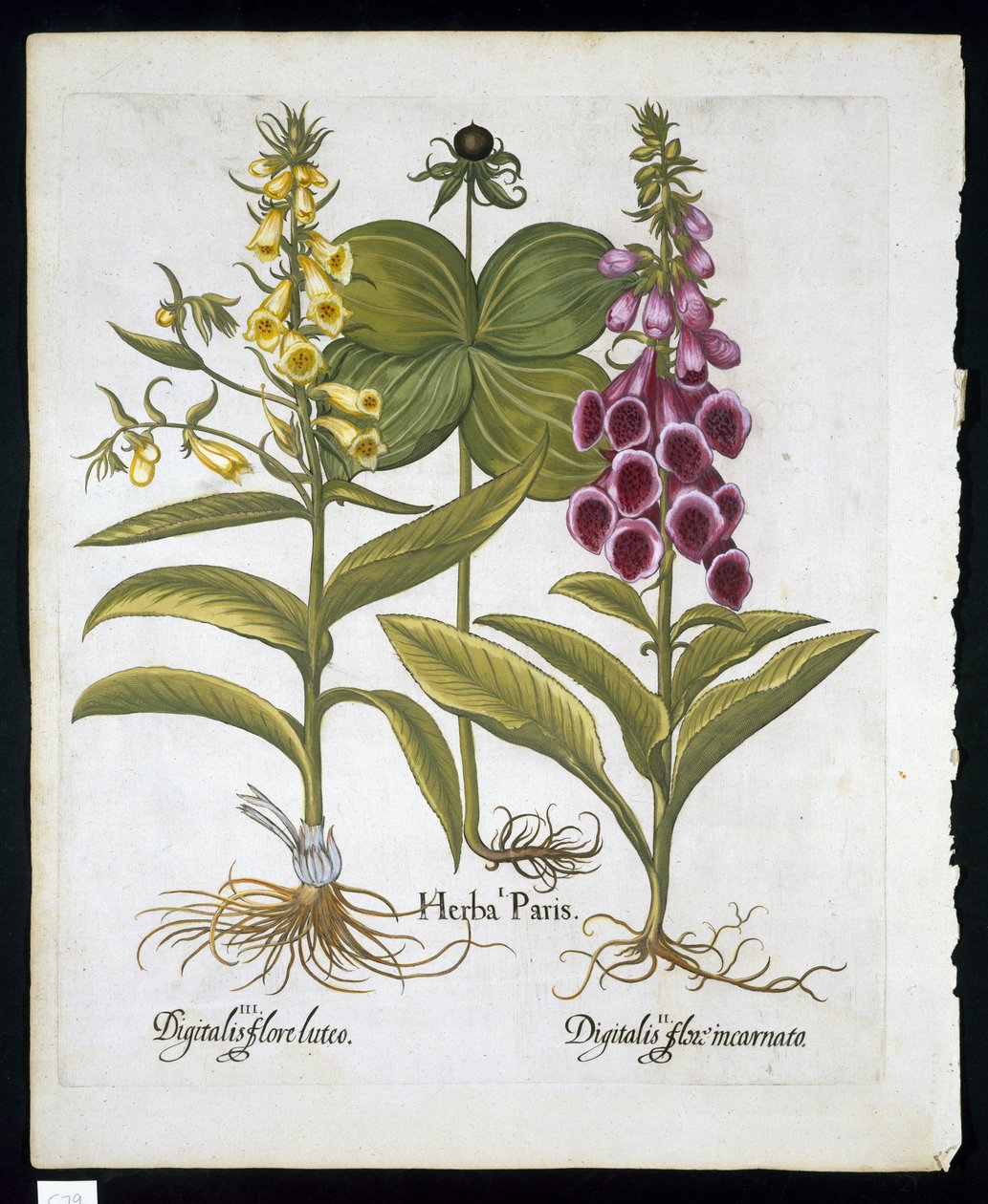 Einbeere (Solanum quadrifolium), Roter Fingerhut (Digitalis Purpurea) und Große Gelbe Fingerhut aus Hortus Eystettensis von Basil Besler (1561-1629), veröffentlicht 1613 von German School