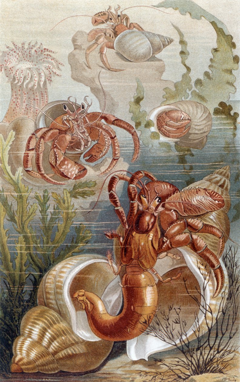 Einsiedlerkrebse, Tafel aus Brehms Tierleben: Allgemeine Kunde des Tierreichs, Bd. 10, S. 38, veröffentlicht vom Bibliographischen Institut, 1893 von German School