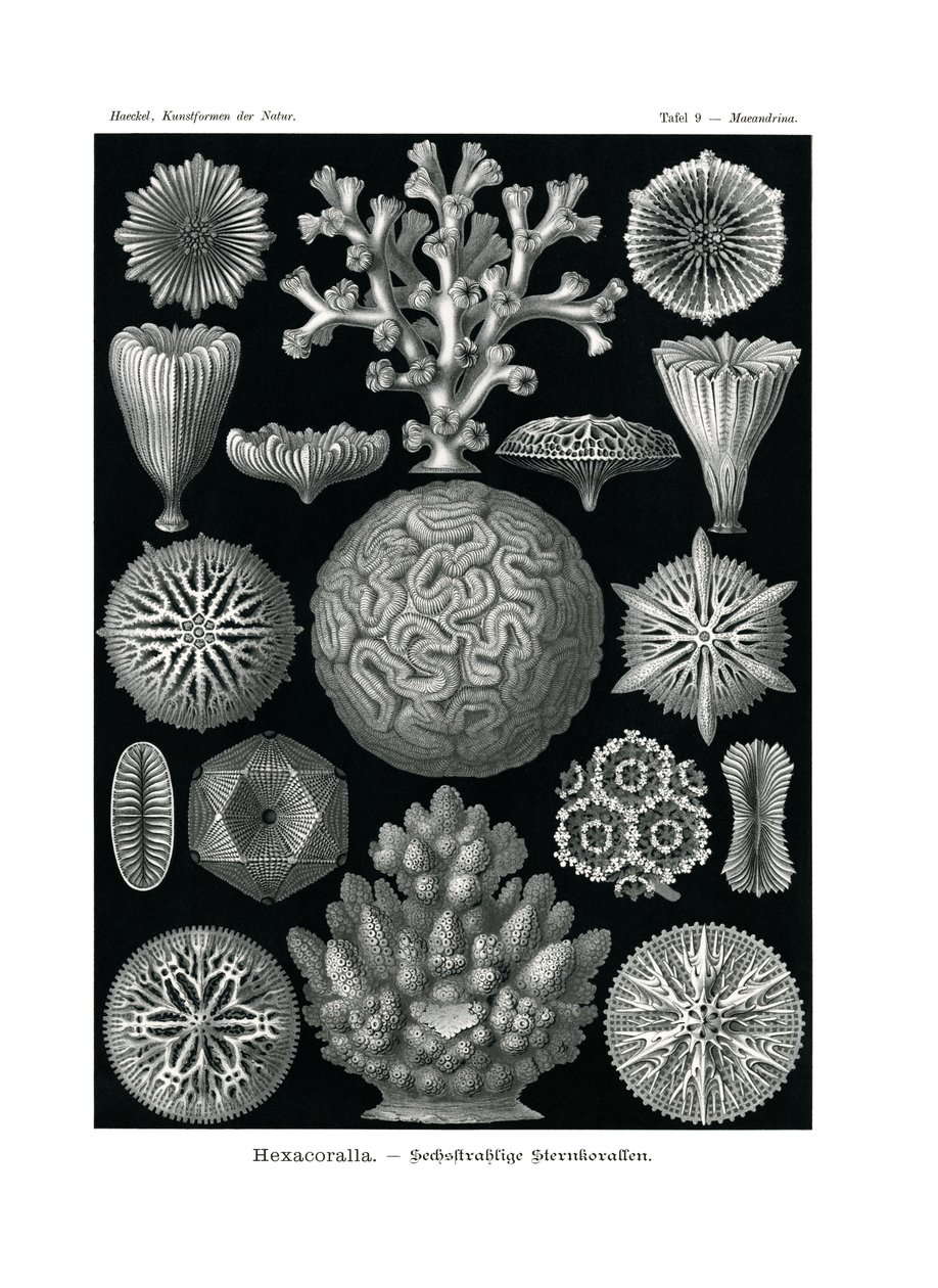 Hexacoralla von German School