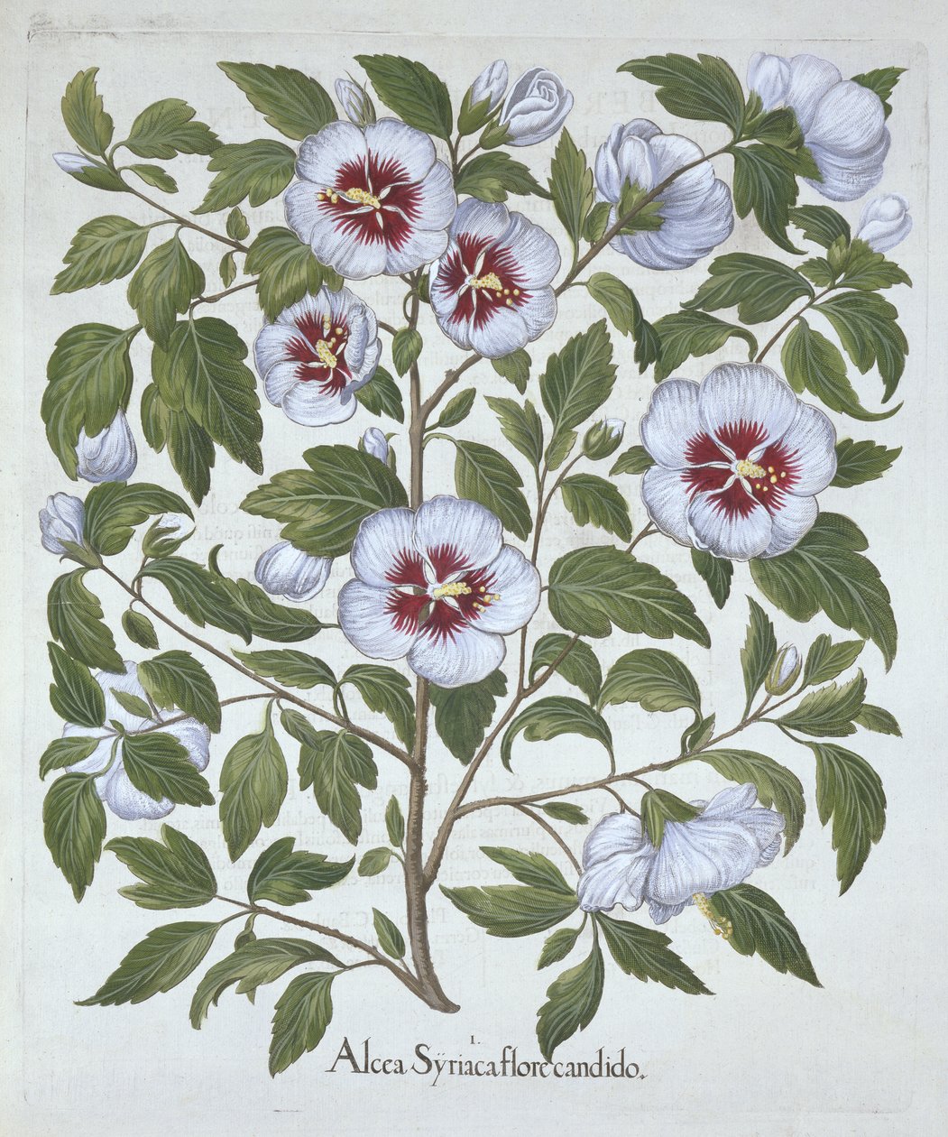Hibiscus syriacus, aus Hortus Eystettensis, von Basil Besler (1561-1629), veröffentlicht 1613 von German School