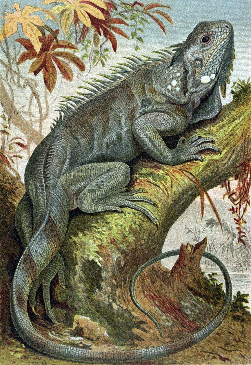 Leguan, Tafel aus Brehms Tierleben: Allgemeine Kunde des Tierreichs, Bd.7, S.88, veröffentlicht vom Bibliographischen Institut, 1892 von German School