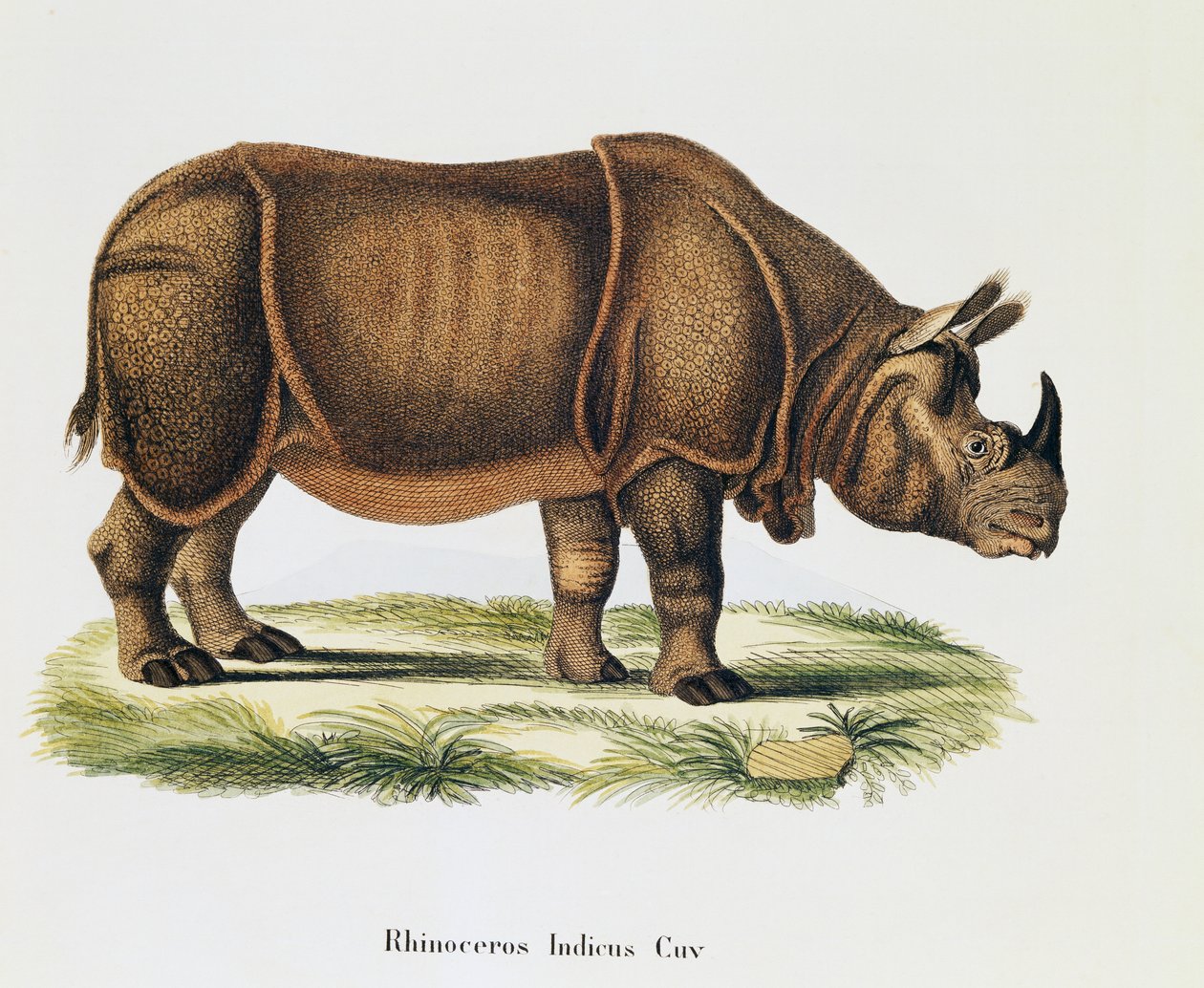 Indische Nashörner (Rhinoceros indicus), aus Säugetiere illustriert aus der Natur mit Beschreibungen, von Johann Christian Daniel von Schreber (1739-1810), Gravur und Zeichnung von A Fleischmann, Band 6-7, Tafel 317-D-D, Deutschland von German School