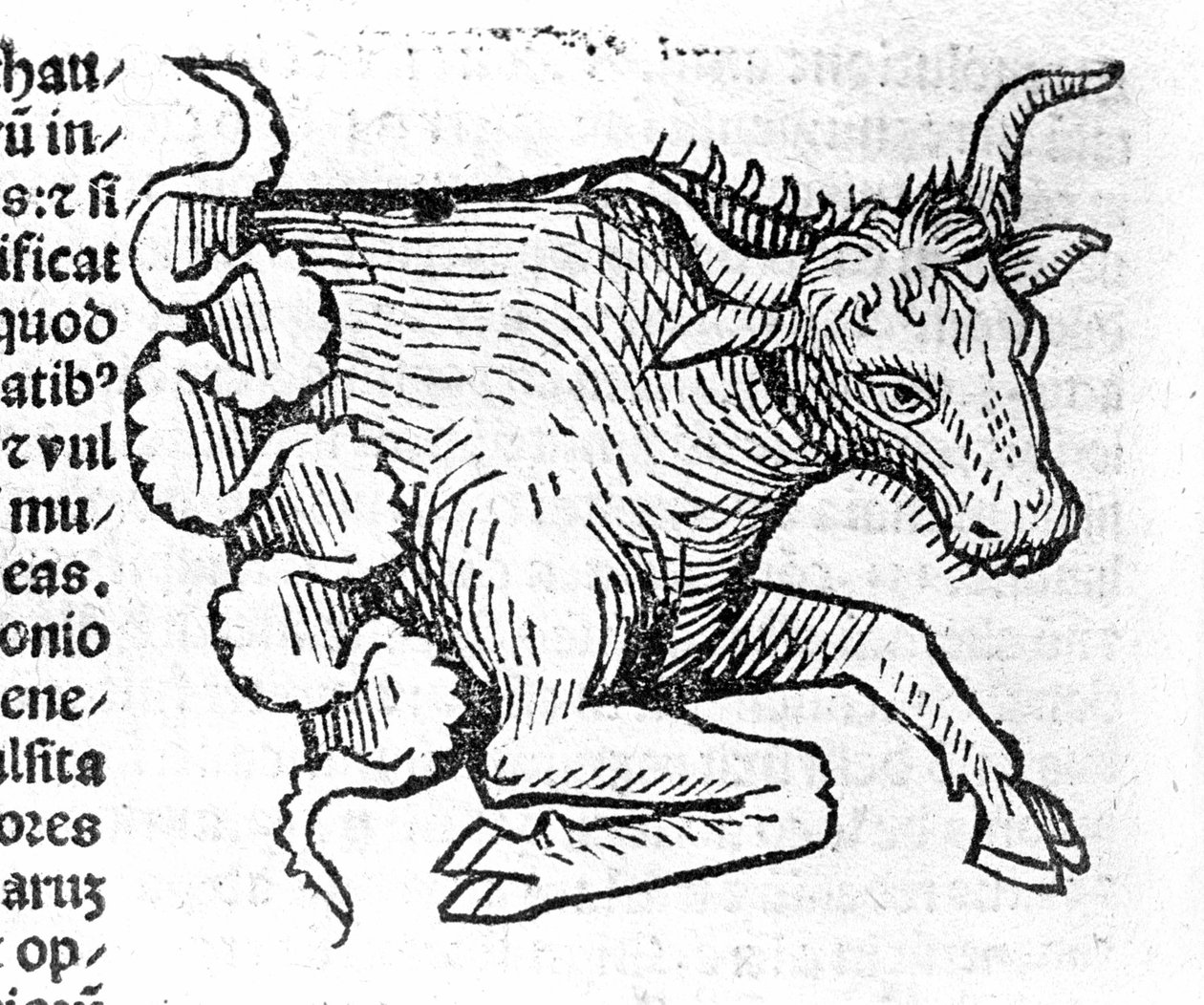 Der Stier - in Abhandlung von Johannes Angeli De Magnisconnectionibue annorum revolutionibus ac eorum perfectionibus. Augsburg, Erhard Ratdolt von German School