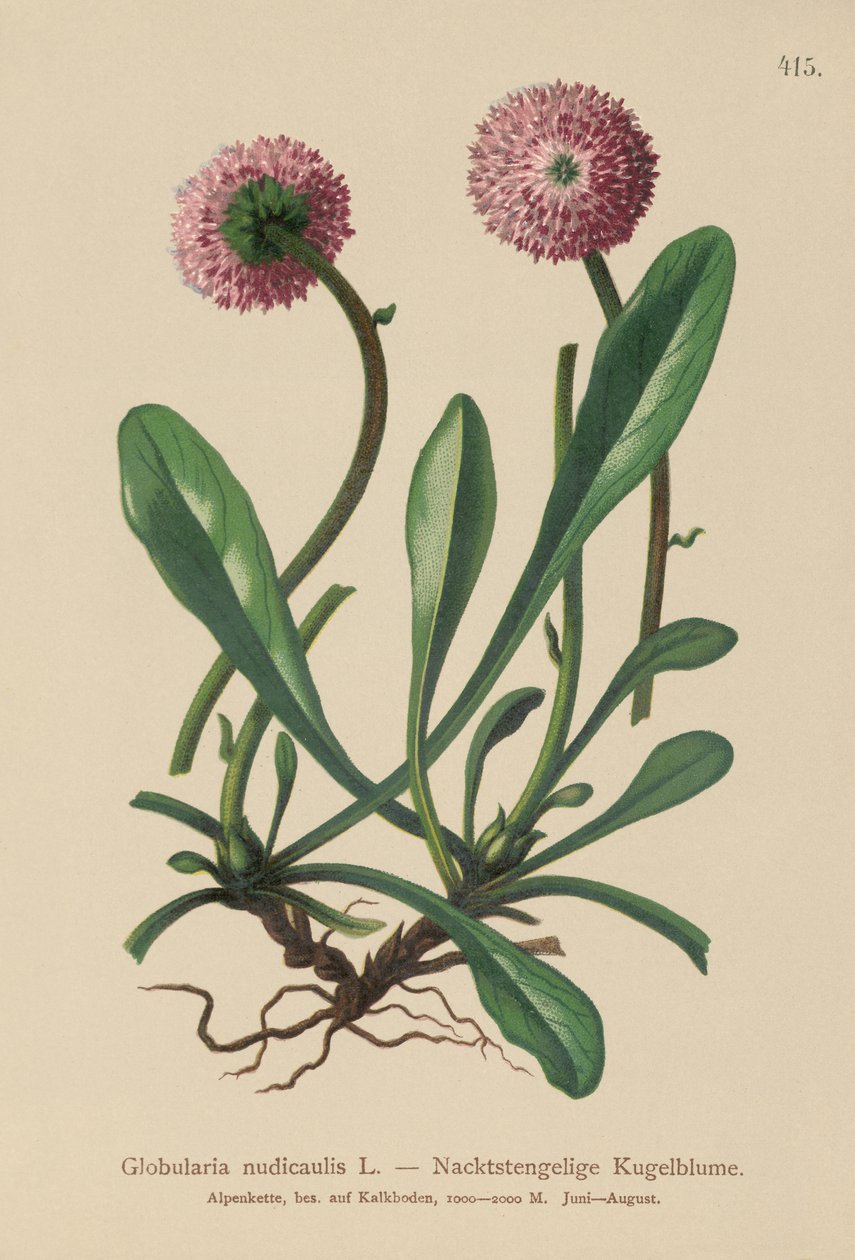 Stängellose Kugelblume von German School
