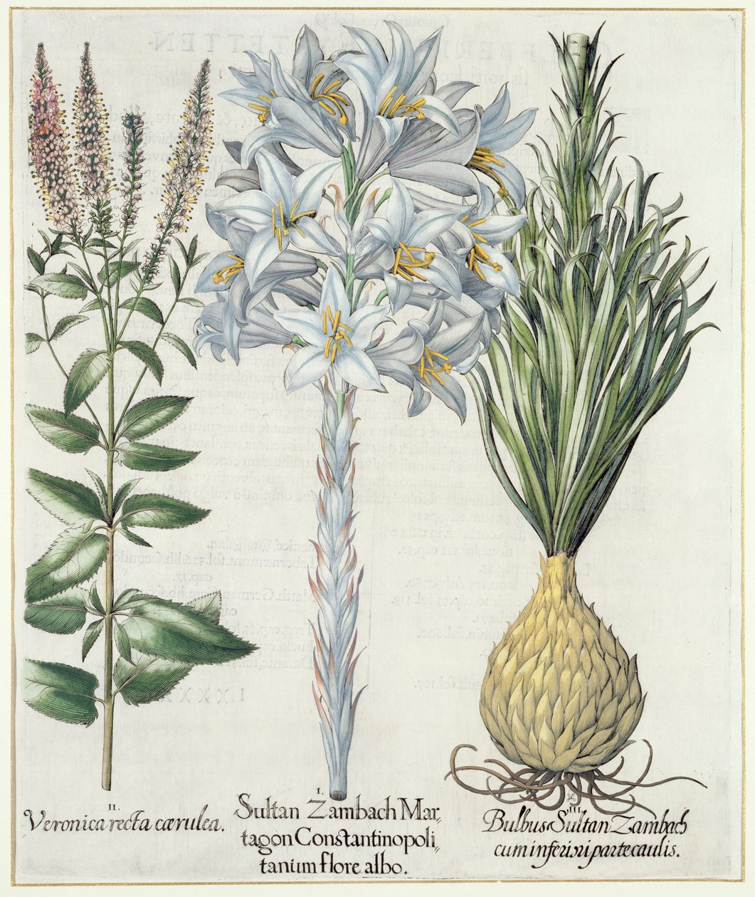 Lilie: 1.Sultan Zambach Martagon Constantinopolitanum flore albo 2.Veronica recta carnlea 3.Bulbus Sultan Zambach cuminfeunipartecaulis, aus Hortus Eystettensis von Basil Besler (1561-1629), veröffentlicht 1613 von German School