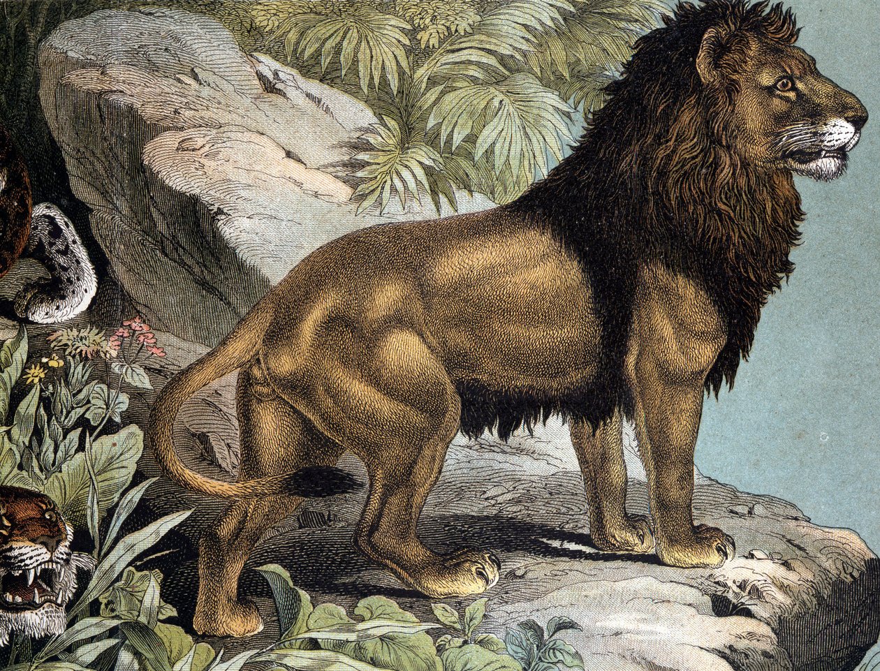 Löwe - in „Naturgeschichte der Säugetiere“, hrsg. von Schreiber, München von German School