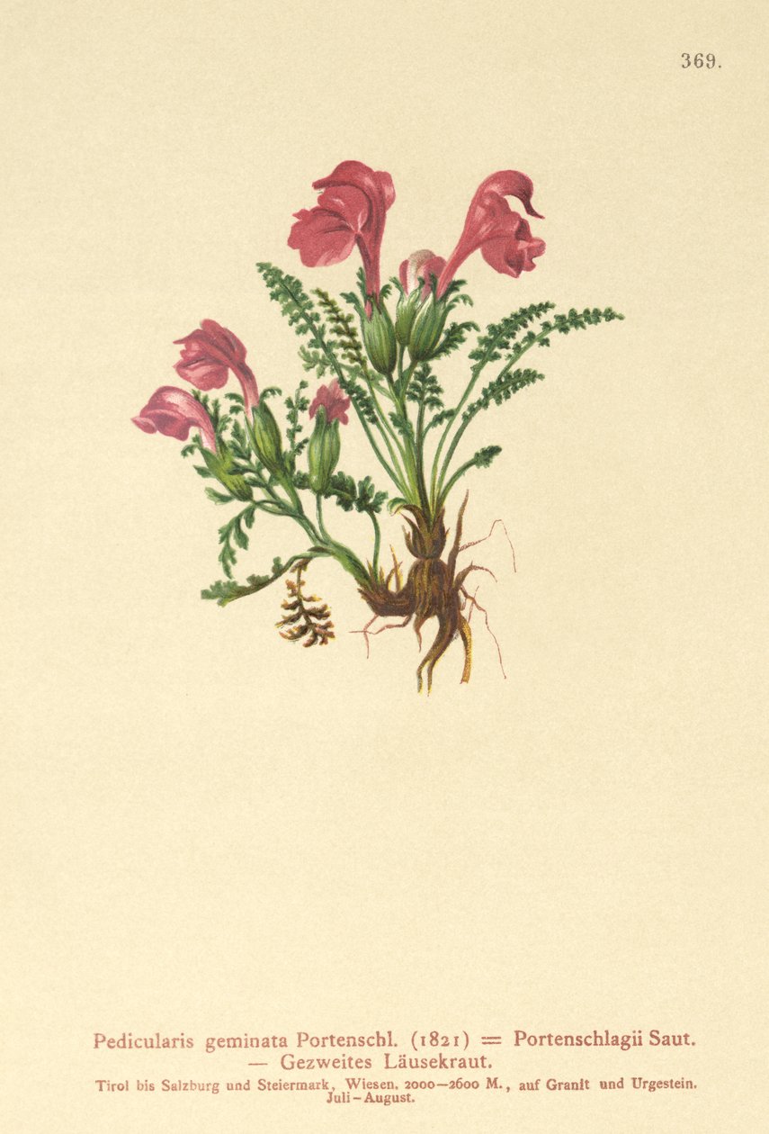 Läusekraut (Pedicularis geminata, Pedicularis Portenschlagii, Pedicularis pumila) von German School