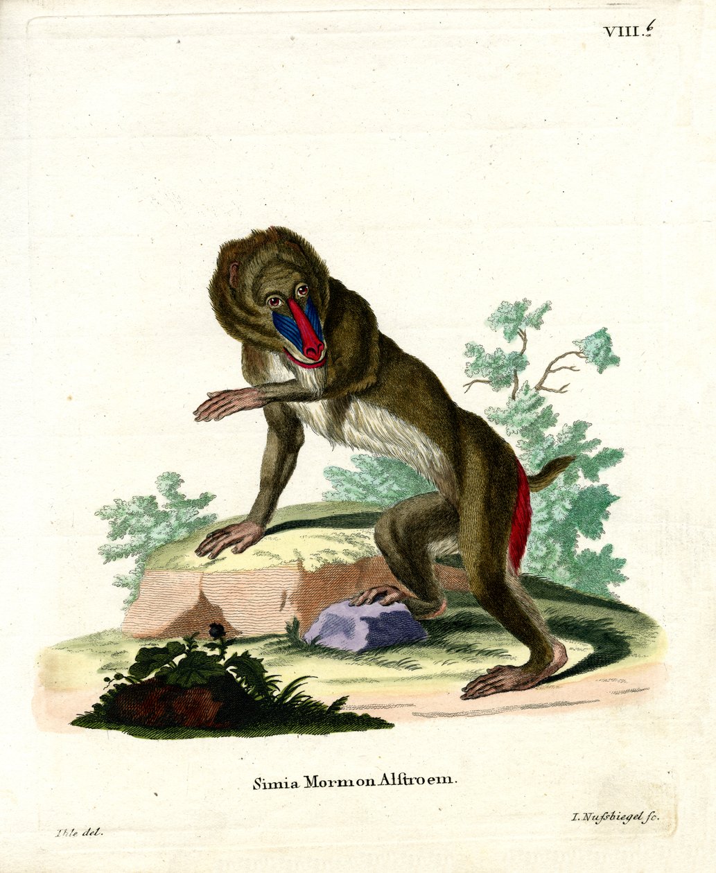 Mandrill von German School: Hochwertigste Kunstreproduktion