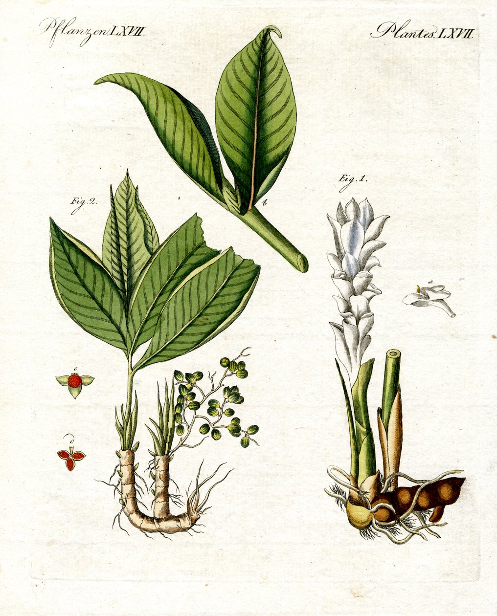 Medizinische Pflanzen von German School