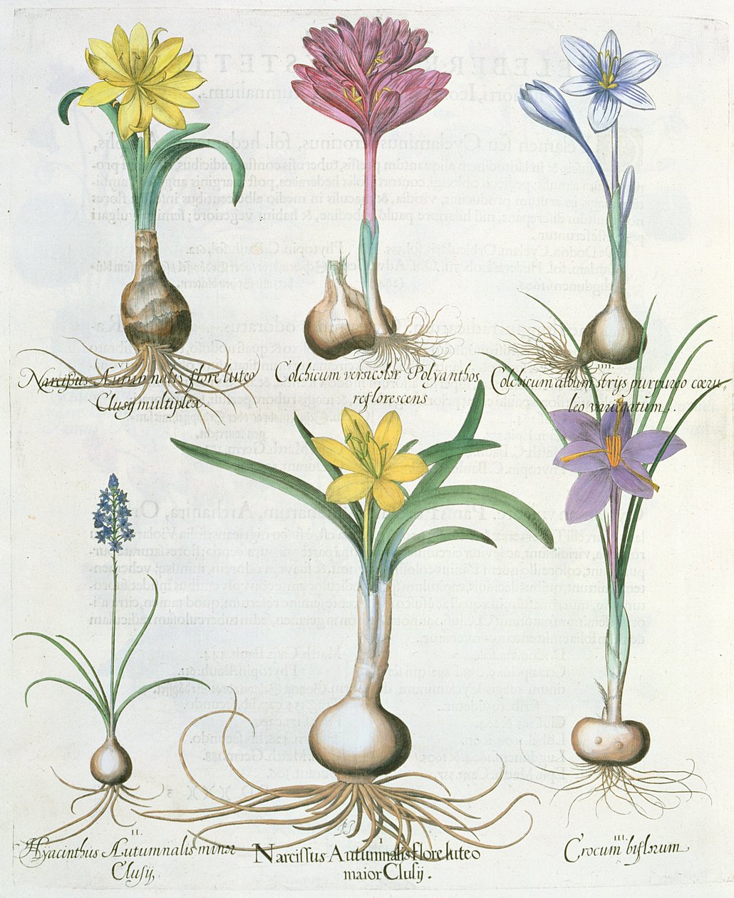 Narzissen, Krokusse und Hyazinthen: 1. Narcissus autumnalis; 2. Hyacinthus autumnalis; 3. Crocum biflorum; 4. Colchium album; 5. Colchium versicolor; 6. Narcissus autumnalis, aus dem Hortus Eystettensis von Basil Besler von German School