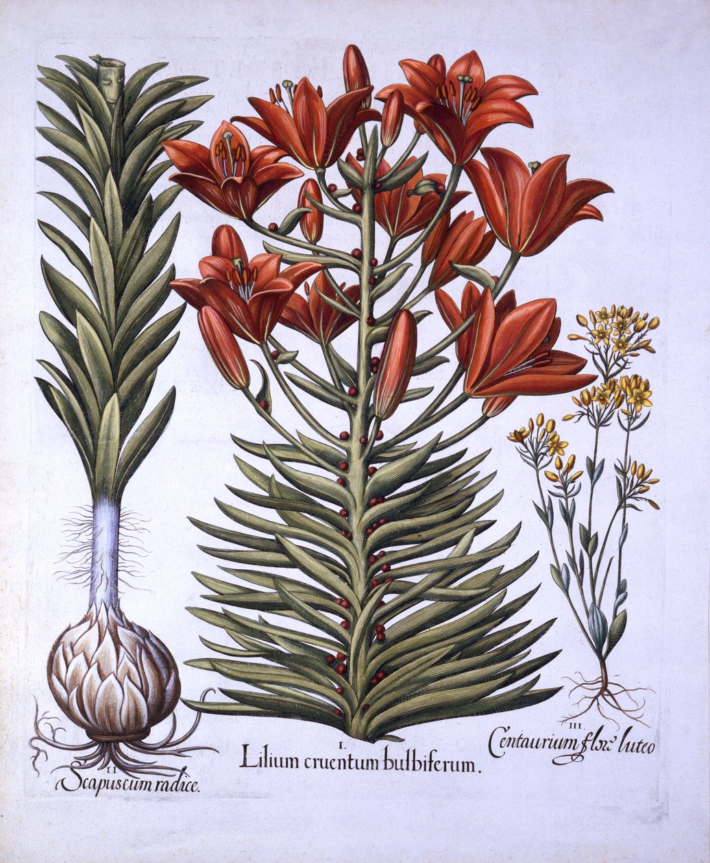 Orangenlilie mit Brutknospen und Zwiebeln, Spätblühende Schwarzwurzel, aus Hortus Eystettensis, von Basil Besler, 1613 von German School