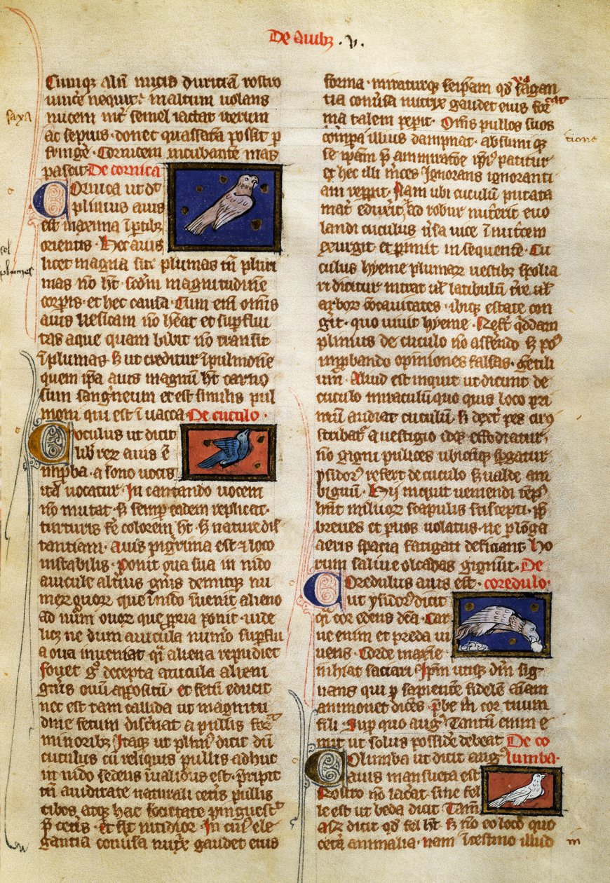 Seite aus De Natura Rerum über Vögel, von Albertus Magnus (circa 1200-1280) von German School