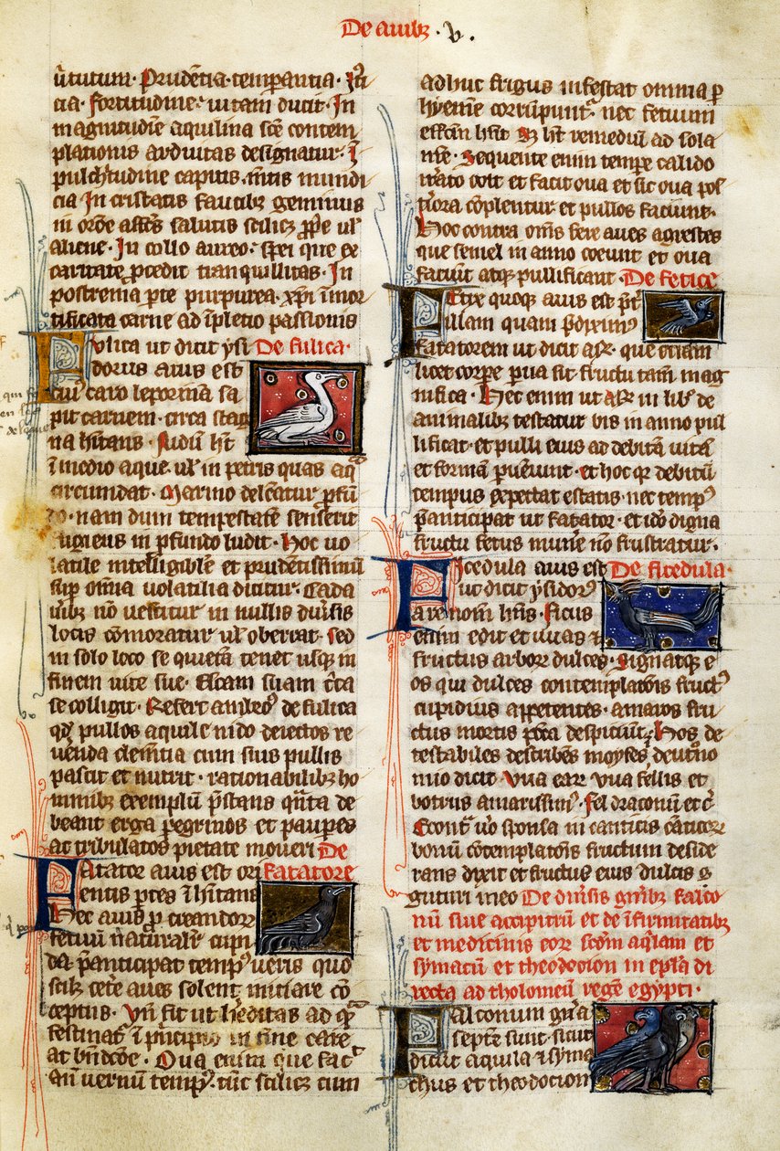Seite aus De Natura Rerum über Vögel, von Albertus Magnus (circa 1200-1280) von German School