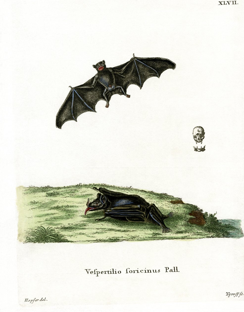 Pallas-Langzungenfledermaus von German School
