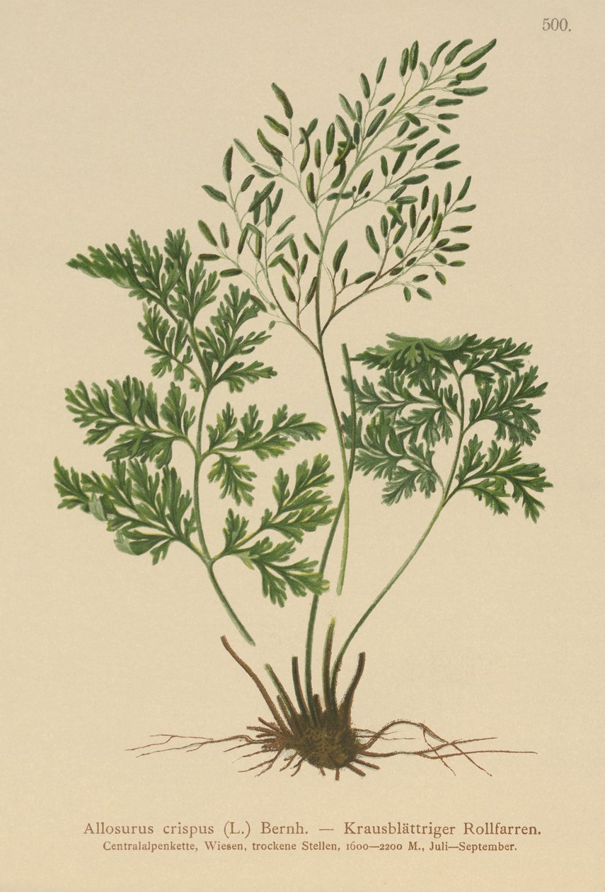 Petersilienfarn (Allosurus crispus, Cryptogramma crispa, Osmunda crispa, Allosorus crispus) von German School