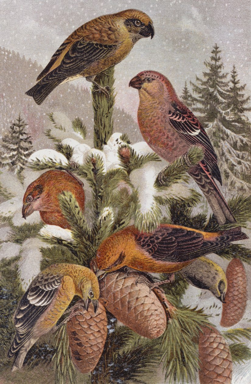 Fichtenkreuzschnabel und Kreuzschnabel, Tafel aus Brehms Tierleben: Allgemeine Kunde des Tierreichs, Bd.4, S.314, veröffentlicht vom Bibliographischen Institut, 1891 von German School