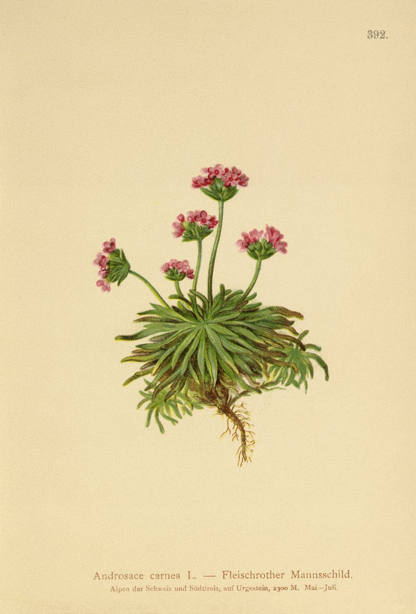 Rosa Mannsschild (Androsace carnea) von German School