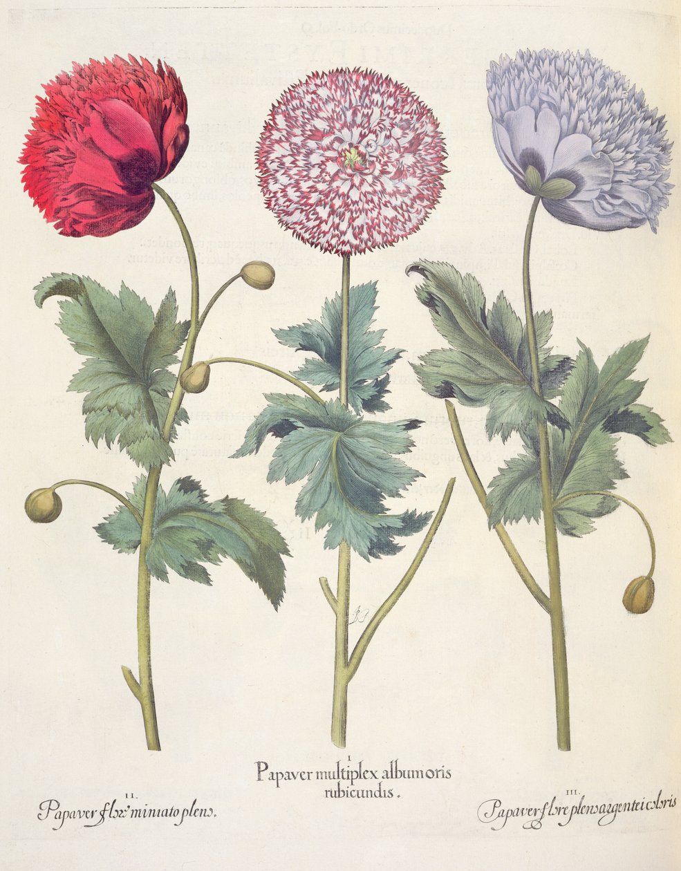 Mohnblumen: 1. Papaver multiplex albumoris rubicundis; 2. Papaver flore miniato plens; 3. Papaver flore plensargentei coloris, aus dem Hortus Eystettensis von Basil Besler, veröffentlicht 1613 von German School