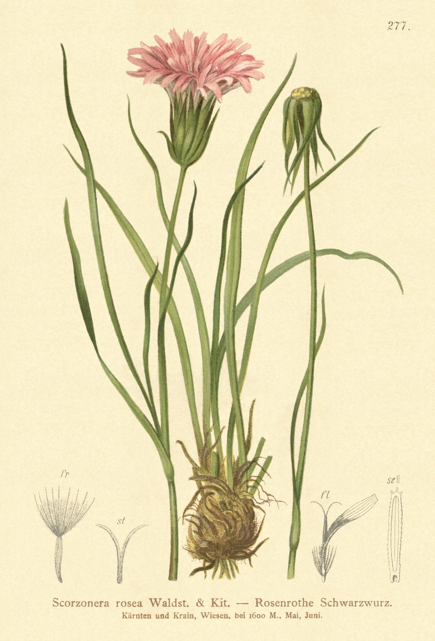 Rosa Schwarzwurzel von German School