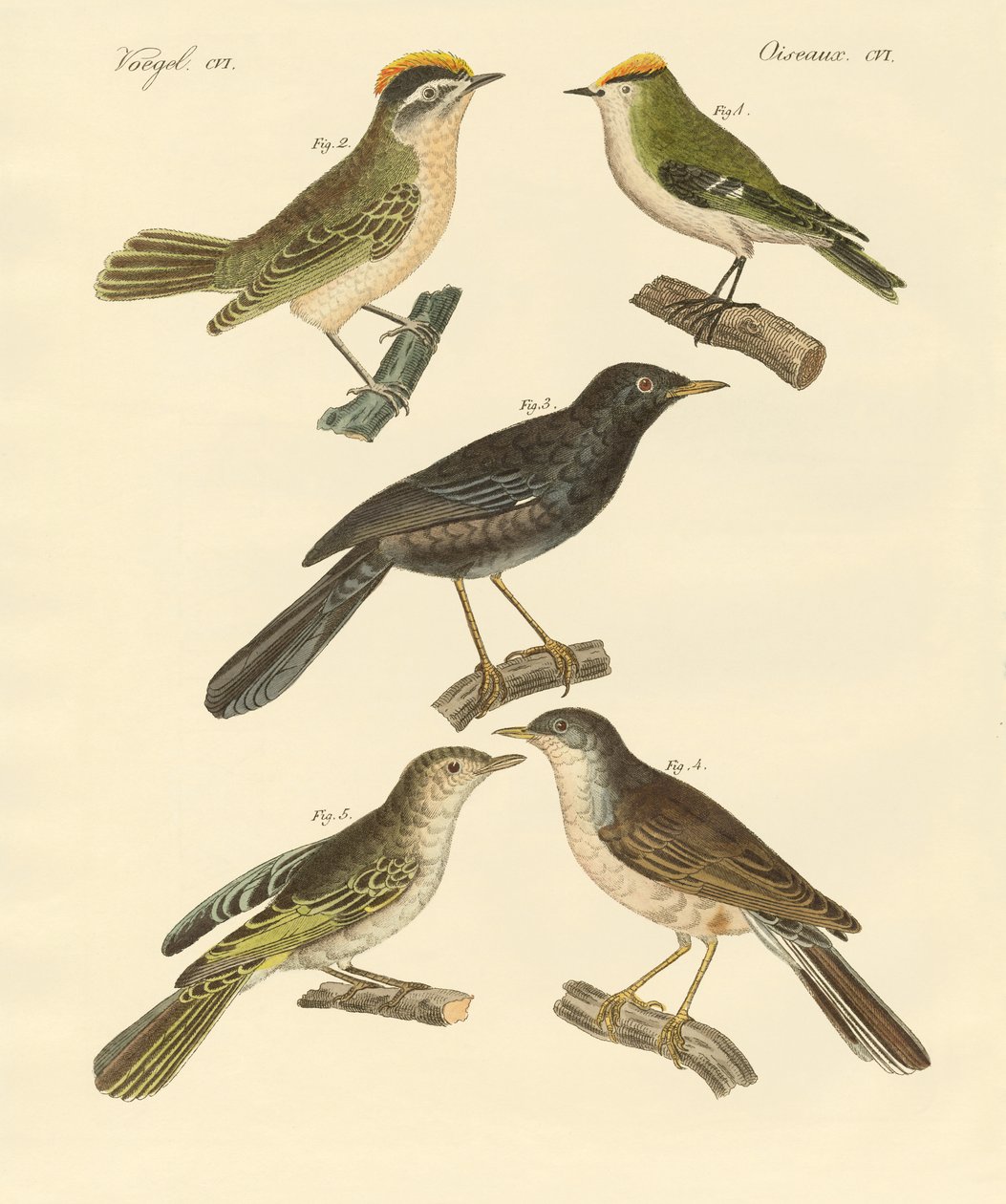 Seltene und schöne europäische und deutsche Vögel von German School