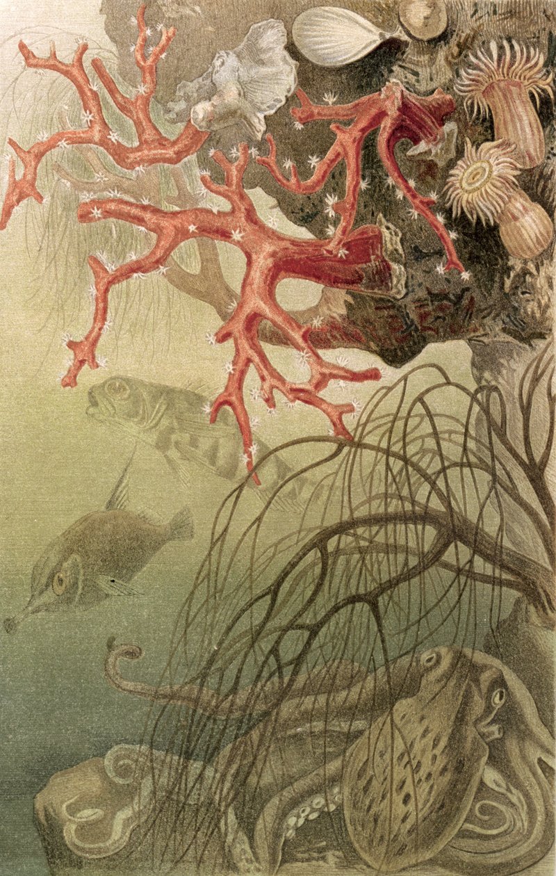 Rotes Korallenriff, Tafel aus Brehms Tierleben: Allgemeine Kunde des Tierreichs, Bd. 10, S. 608, veröffentlicht vom Bibliographischen Institut, 1893 von German School