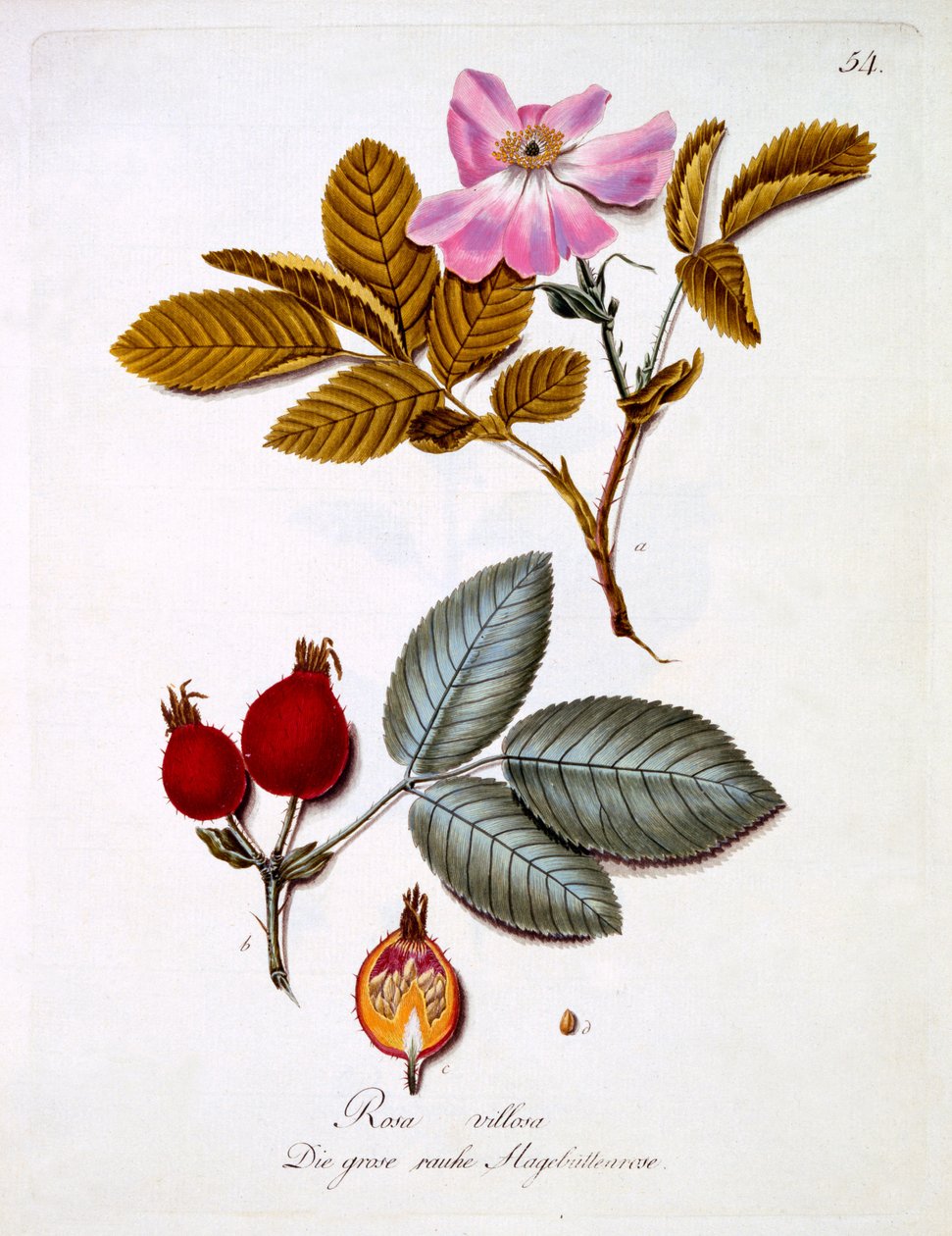 Rosa villosa, Illustration aus einem Buch deutscher Wildblumen von Johann Daniel von Reitter, veröffentlicht ca. 1803-5 von German School