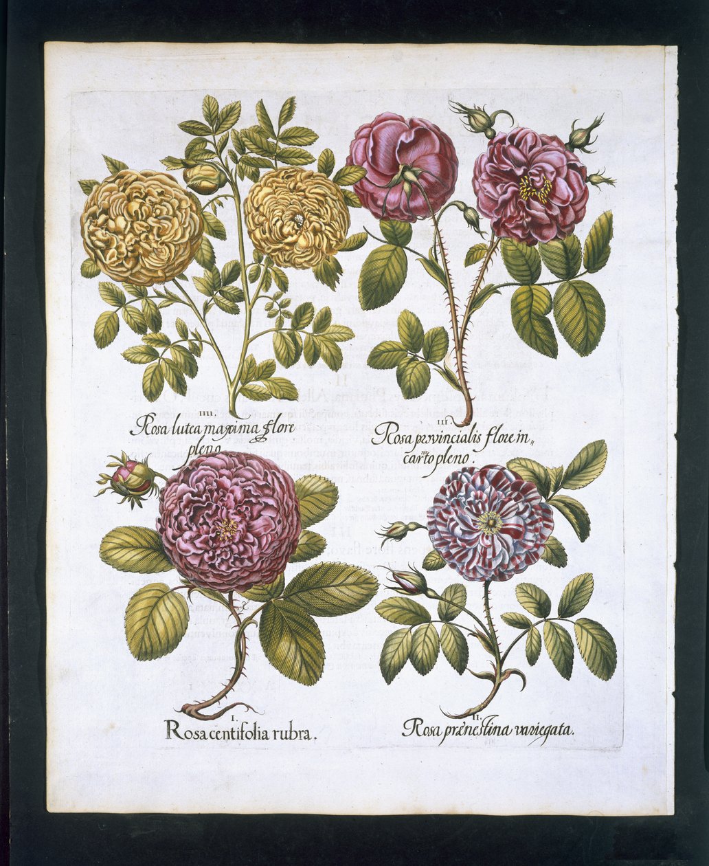 Rosen, Tafel 95 aus Hortus Eystettensis von Basil Besler (1561-1629), veröffentlicht 1613 von German School