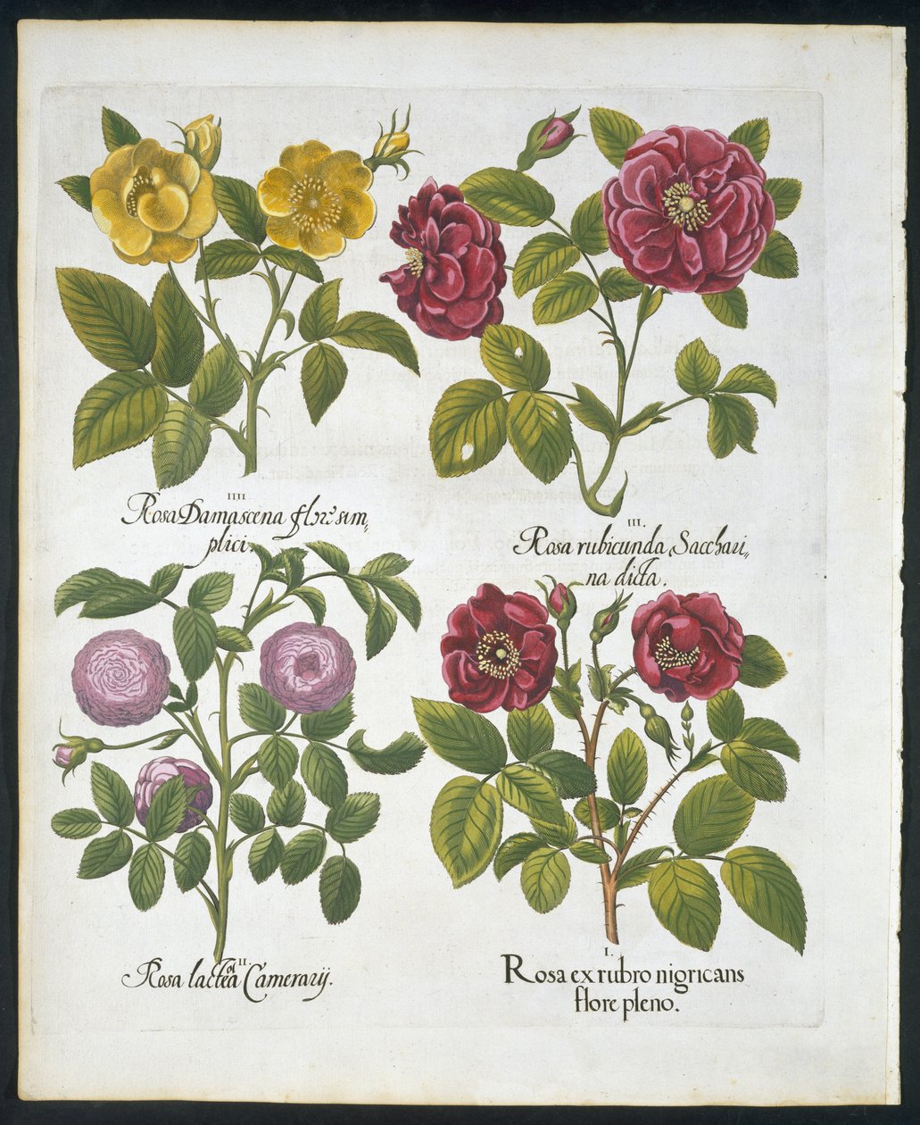 Rosen, Tafel 96 aus Hortus Eystettensis von Basil Besler (1561-1629), veröffentlicht 1613 von German School