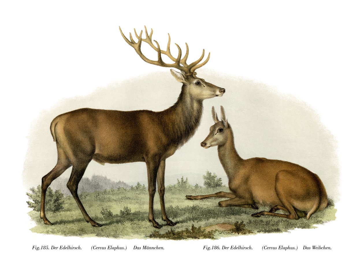 Hirsch, 1860 von German School