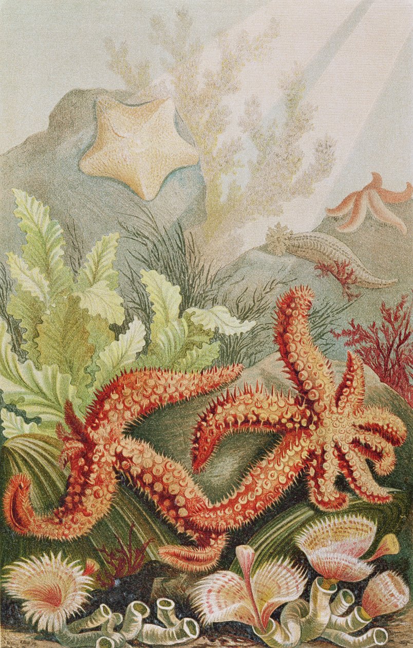 Seestern, Tafel aus Brehms Tierleben: Allgemeine Kunde des Tierreichs, Bd. 10, S. 528, veröffentlicht vom Bibliographischen Institut, 1893 von German School