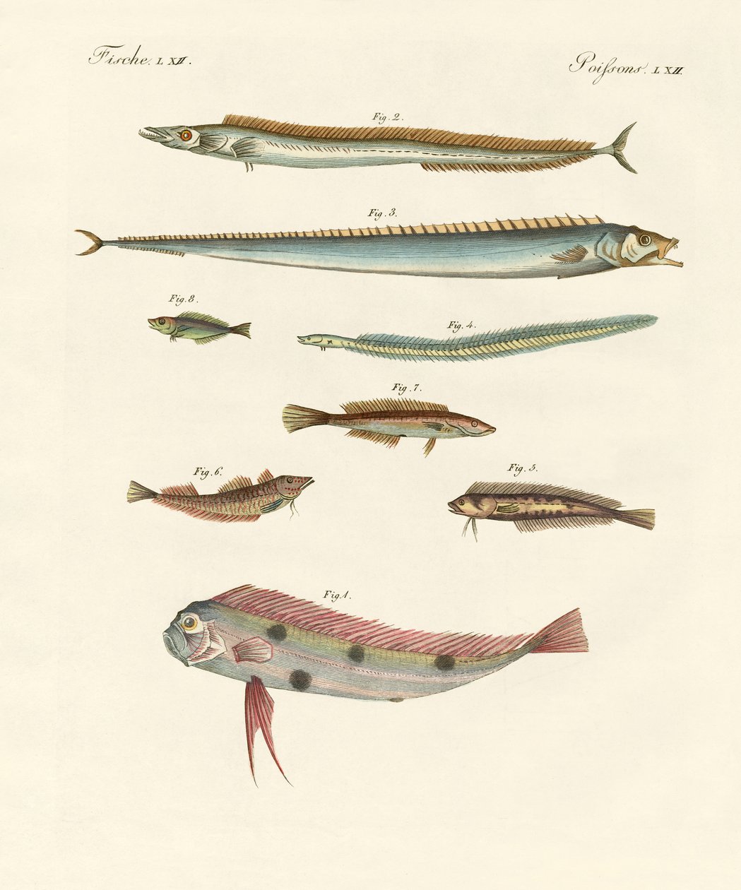 Seltsame und schöne Fische von German School