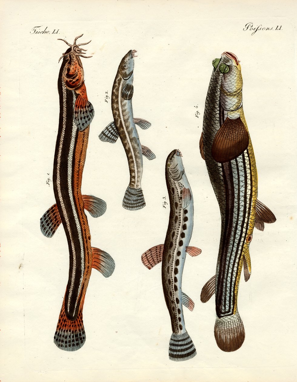 Seltsame Fische von German School