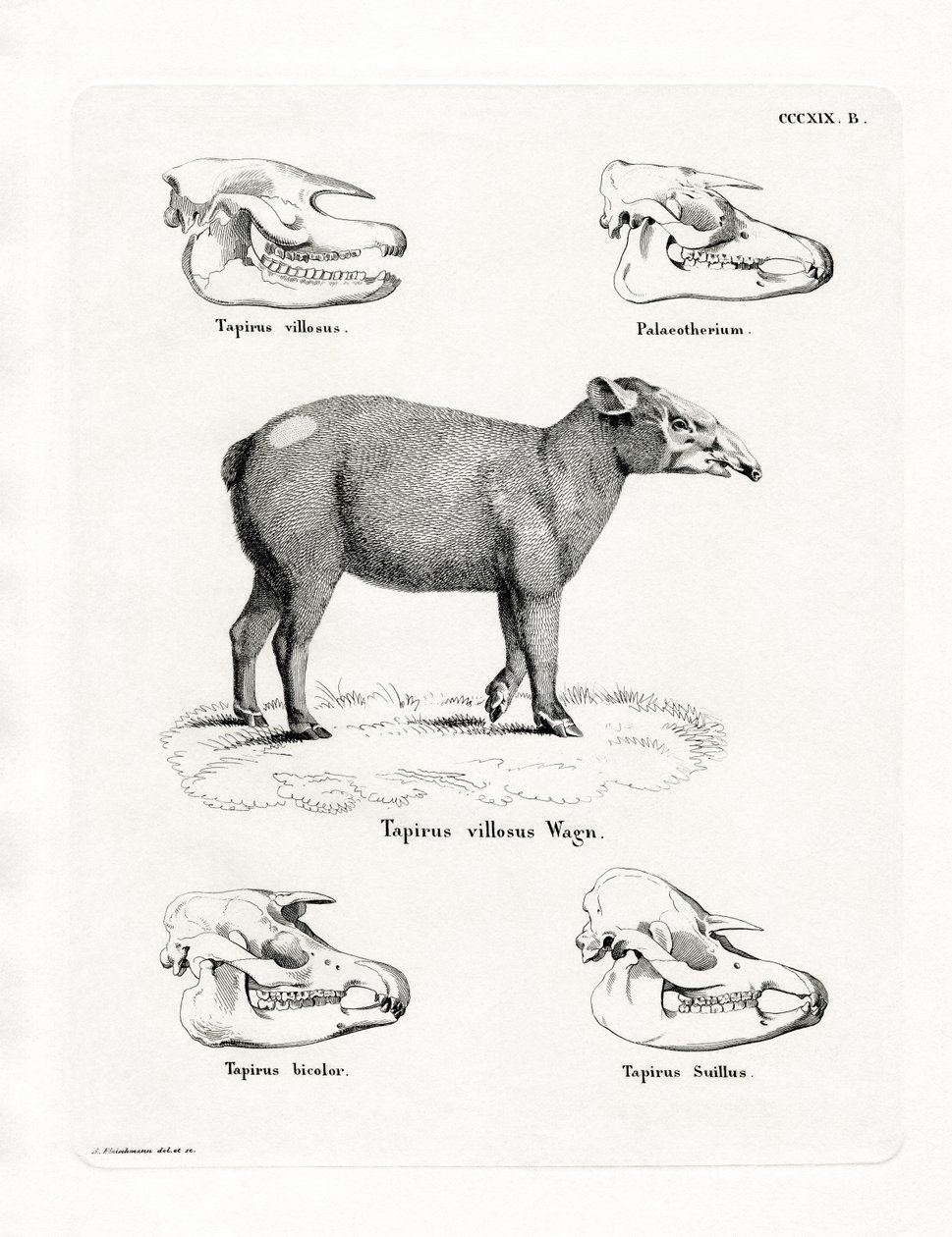 Tapir-Schädel von German School