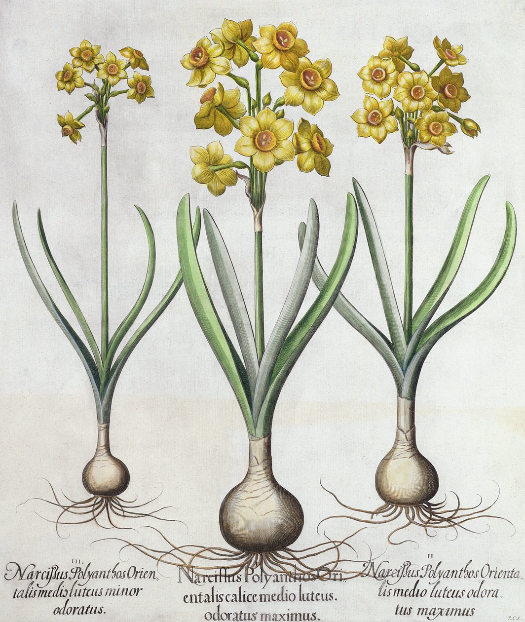 Tazetta-Narzissen, aus dem Hortus Eystettensis von Basil Besler (1561-1629), veröffentlicht 1613 von German School