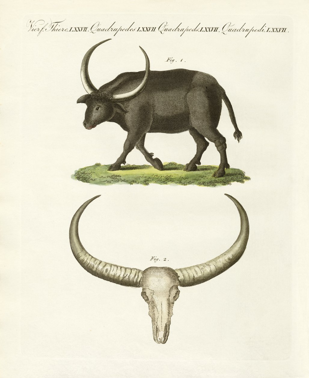 Der riesige Büffel von German School