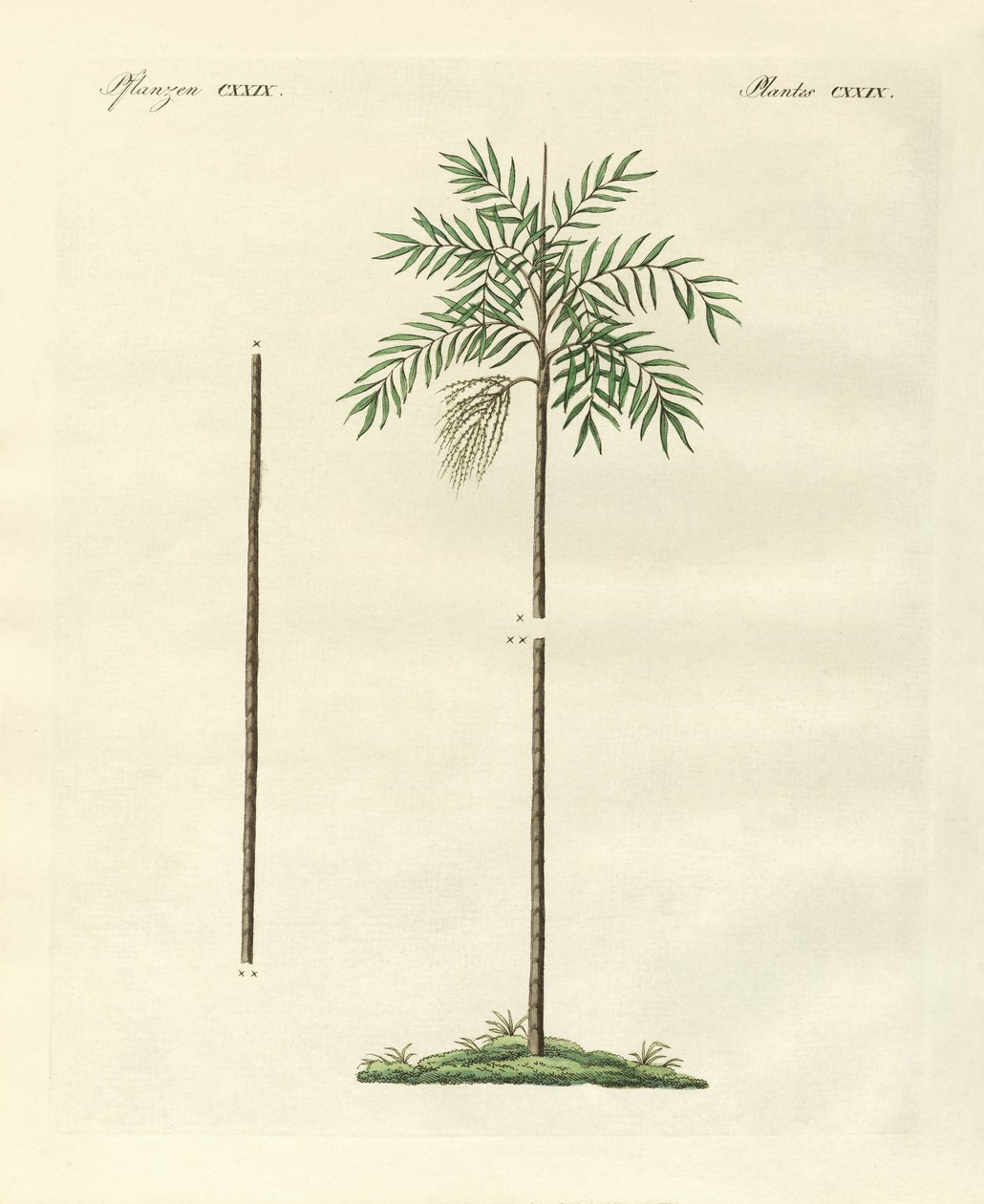 Die schlanke Palme von New Ireland von German School