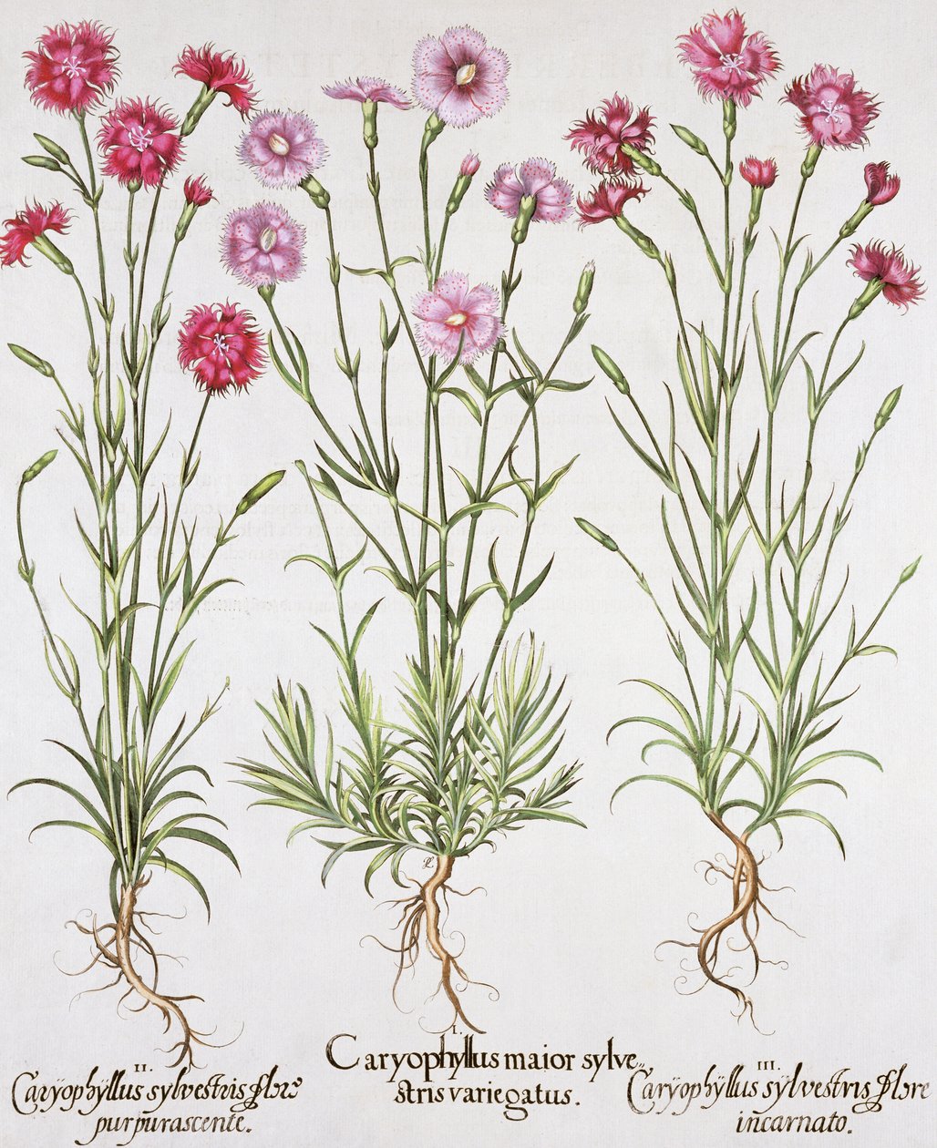 Verschiedene Sorten von Dianthus, aus dem Hortus Eystettensis von Basil Besler (1561-1629), veröffentlicht 1613 von German School