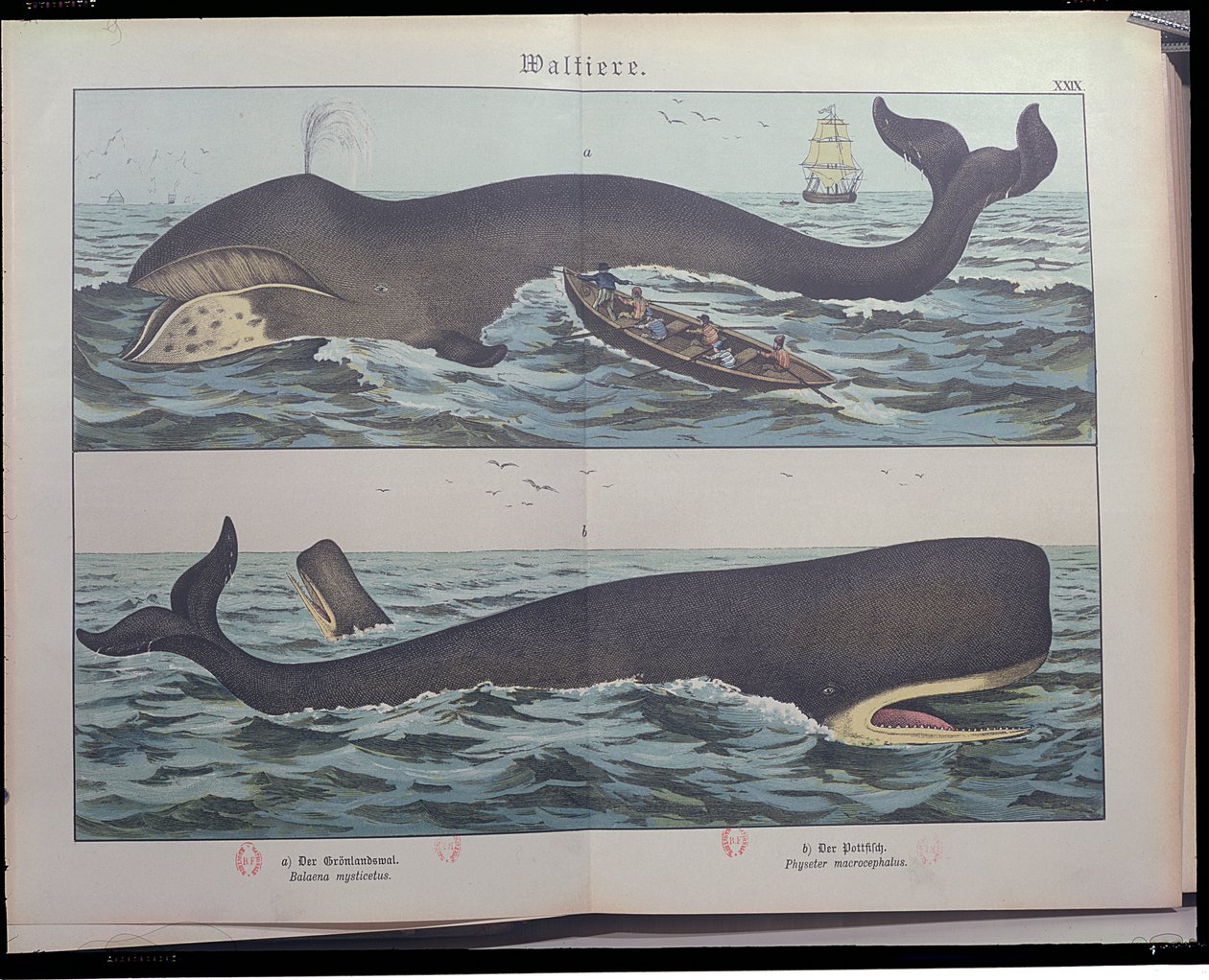 Walfang und Pottwal, aus Naturgeschichte der Säugetiere (1861) von Gotthelf Heinrich von Schubert, veröffentlicht in Stuttgart, 1886 von German School