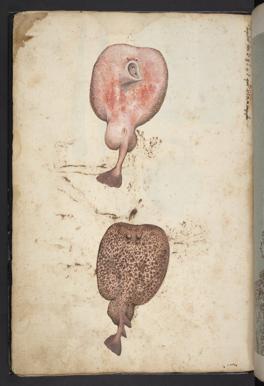 Gemälde der Flora der römischen Staaten, ca. 1564-84 von Gherardo Cibo