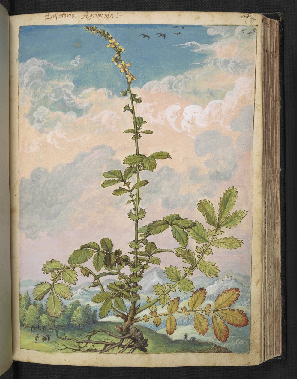 Agrimonia eupatoria, aus 