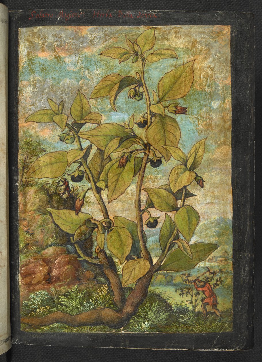 Atropa belladonna, aus "Paintings of Flora of the Roman States" von Gherardo Cibo von Gherardo Cibo