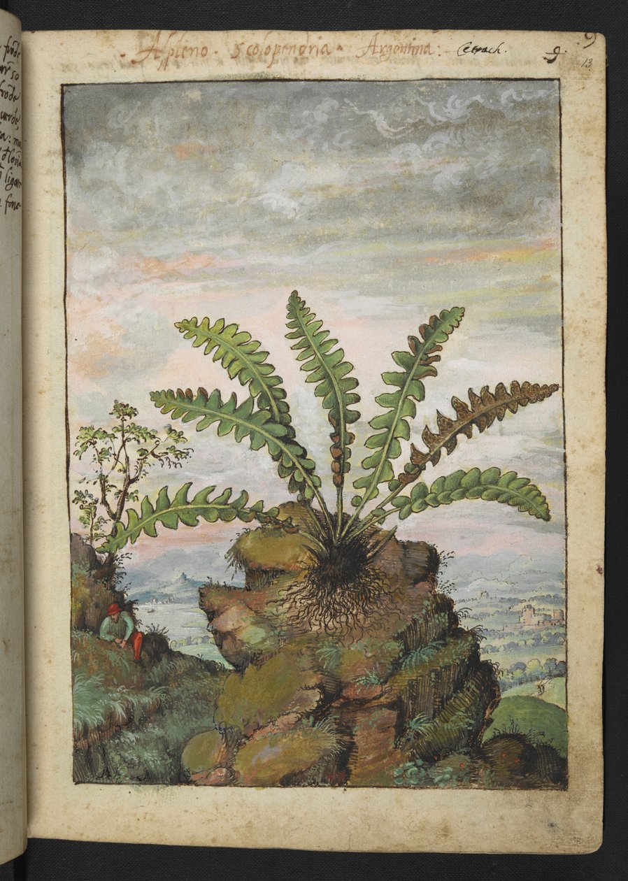 Ceterach officinarum, aus "Paintings of Flora of the Roman States" von Gherardo Cibo von Gherardo Cibo