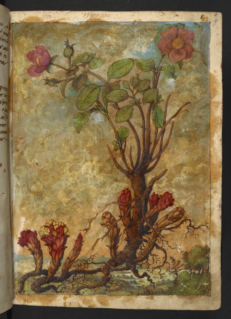 Cytinus hypocistis, aus "Paintings of Flora of the Roman States" von Gherardo Cibo von Gherardo Cibo