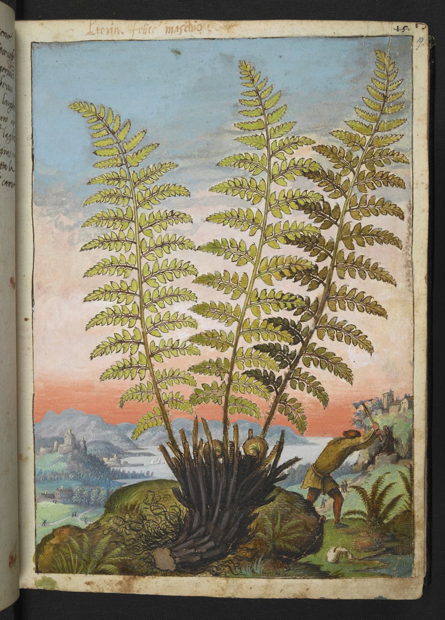Dryopteris filix mas: Ein Farn, aus "Paintings of Flora of the Roman States" von Gherardo Cibo von Gherardo Cibo