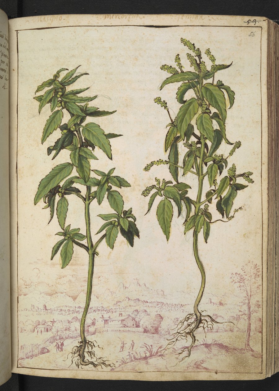Mercurialis annua, aus "Paintings of Flora of the Roman States" von Gherardo Cibo von Gherardo Cibo