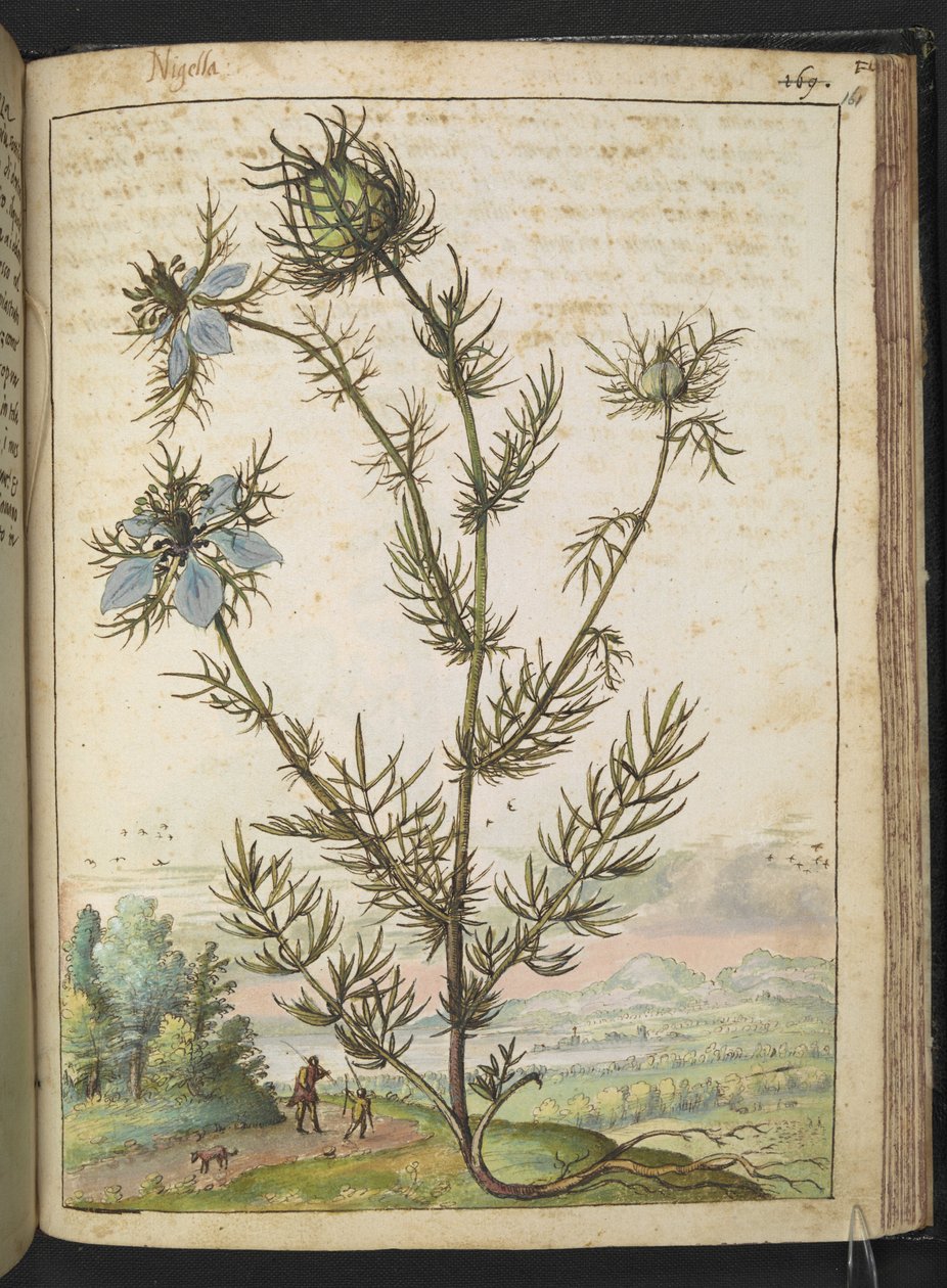 Nigella damascena, aus "Paintings of Flora of the Roman States" von Gherardo Cibo von Gherardo Cibo