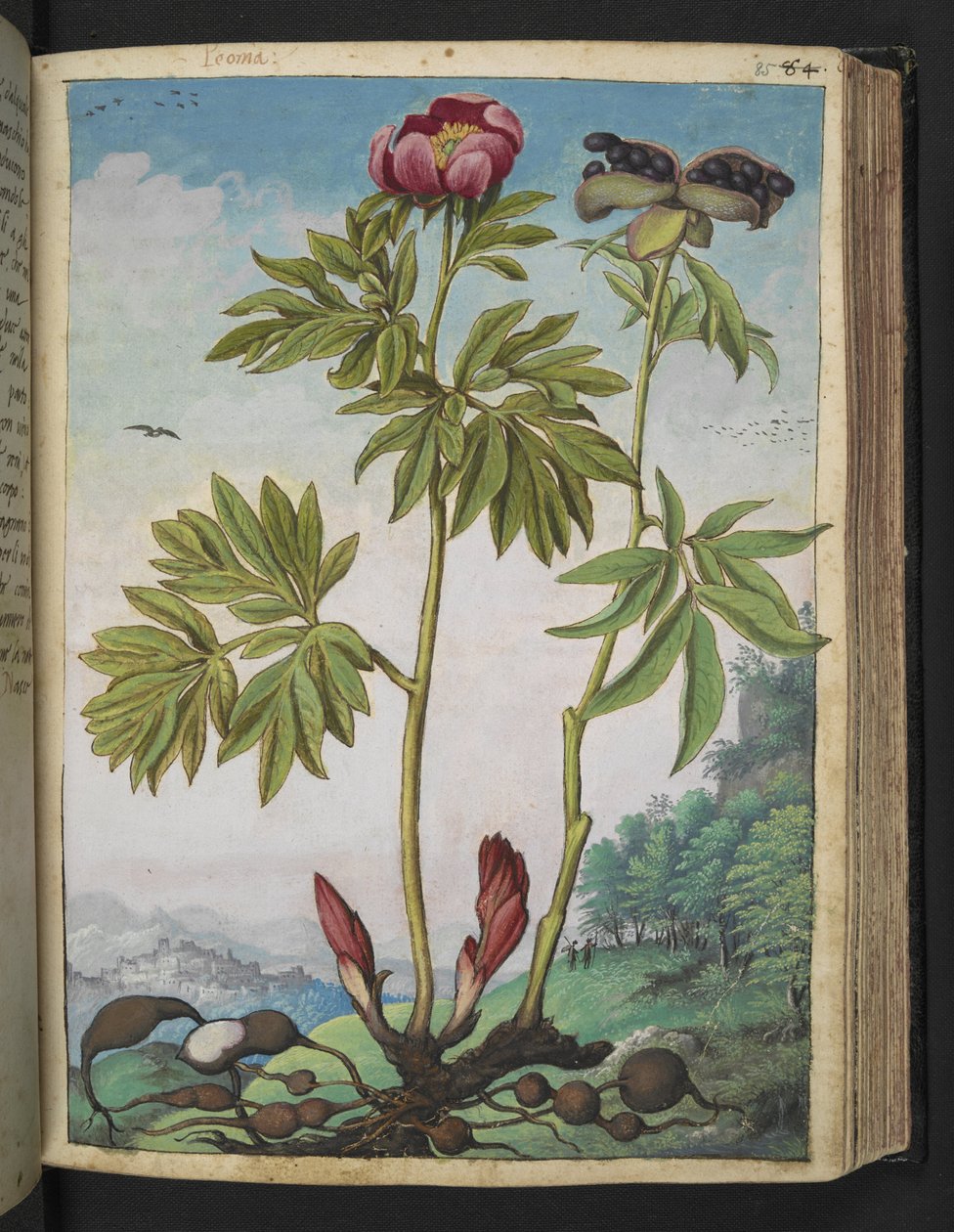 Paeonia officinalis, aus "Paintings of Flora of the Roman States" von Gherardo Cibo von Gherardo Cibo