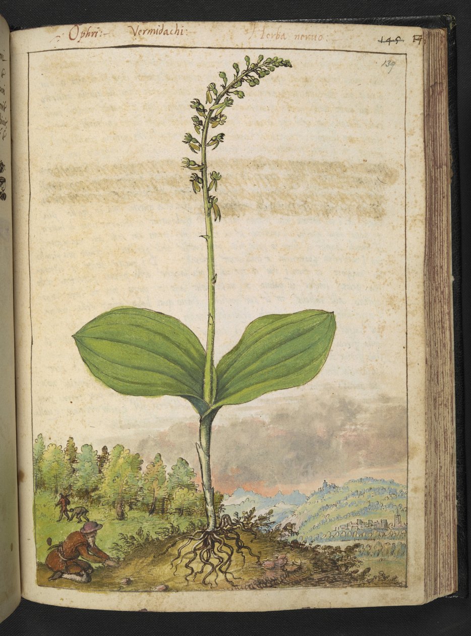 Possibily Ophrys apifera (Bienen-Ragwurz), aus "Paintings of Flora of the Roman States" von Gherardo Cibo von Gherardo Cibo